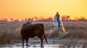 découvrez la camargue, une région unique du sud de la france, célèbre pour ses paysages sauvages, ses chevaux blancs, ses flamants roses et ses traditions authentiques. parfait pour un séjour nature et aventure !