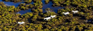 découvrez la camargue, un espace naturel préservé entre terre et mer, célèbre pour ses paysages sauvages, ses flamants roses, ses chevaux et sa biodiversité exceptionnelle.