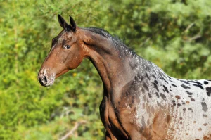 découvrez notre guide complet pour acheter un cheval appaloosa, avec des conseils pratiques pour choisir et bien entretenir cette race unique.