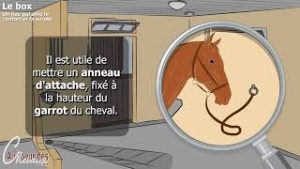 découvrez les avantages du box intérieur pour le bien-être de votre cheval : confort, protection contre les intempéries et espace adapté à ses besoins.