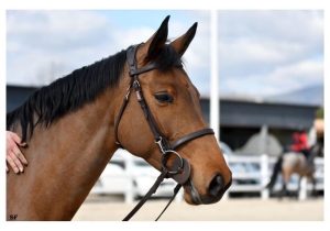 découvrez notre sélection de chevaux à vendre en alsace. trouvez le compagnon équin idéal près de chez vous, adapté à tous les niveaux et tous les besoins.