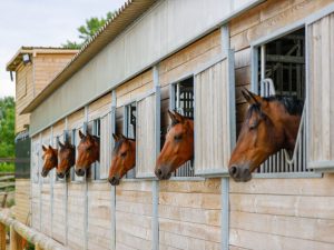 découvrez comment choisir un brumisateur efficace pour chevaux afin d'assurer leur confort et bien-être pendant les fortes chaleurs.