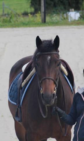 découvrez nos conseils pour bien choisir un frison à vendre. guide complet pour sélectionner ce cheval majestueux selon vos besoins et attentes.