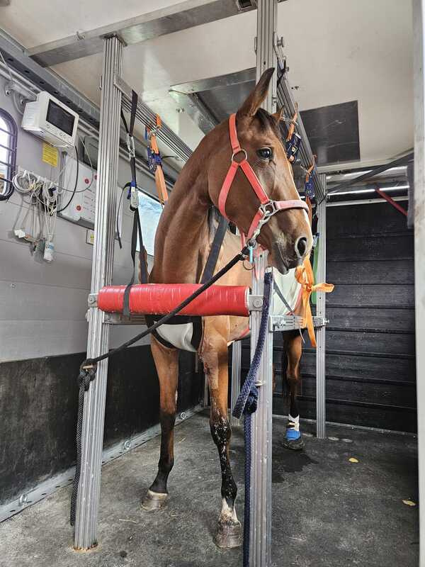 découvrez comment sauver un cheval en détresse grâce à nos conseils pratiques et notre guide complet pour assurer sa sécurité et son bien-être.